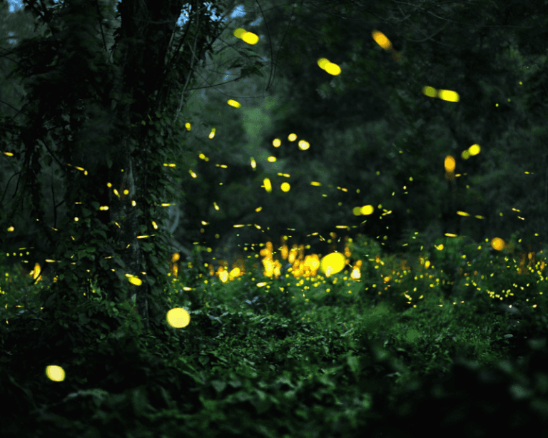 7 Florida Native Plants That Turn Your Yard Into Firefly Territory Again After Years of Dark Nights