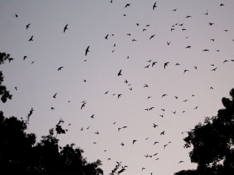 What It Really Means When Hawks Keep Circling Over Your North Carolina Yard This Summer