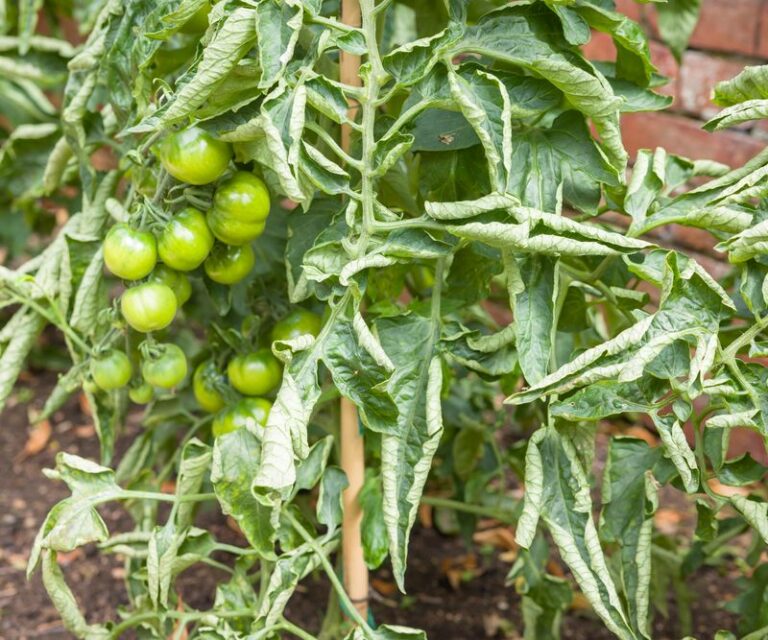 If your tomato leaves are curling upward and leathery in this August heat, one watering swing usually starts it