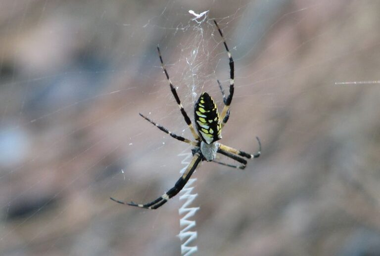 How To Support the California Garden Spiders That Quietly Trap the Aphids and Mosquitoes You Keep Spraying For