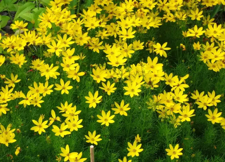 A North Carolina Native Perennial That Can Keep Blooming Through August