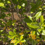 How To Revive a Heat-Damaged Texas Gardenia Right Now Before the Late-Summer Sun Finishes It Off