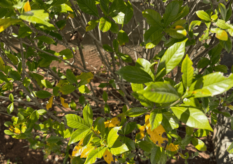 How To Revive a Heat-Damaged Texas Gardenia Right Now Before the Late-Summer Sun Finishes It Off
