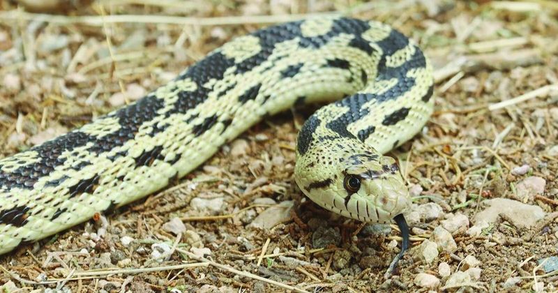 The California Gopher Snake In Your Yard Quietly Hunts The Rats And Gophers Wrecking Your Beds, But Homeowners Kill It On Sight