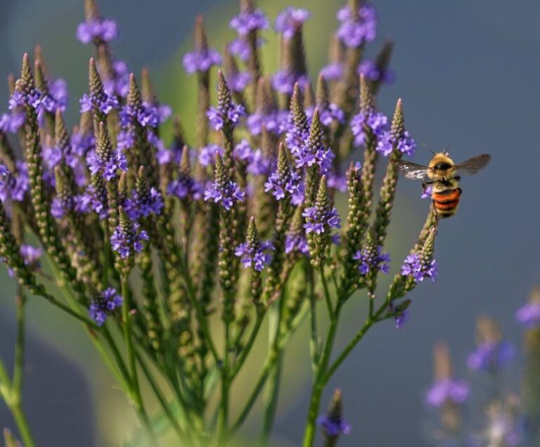 The Purple Weed You Keep Pulling From Your Central Texas Lawn Is Actually a Native Pollinator Gem