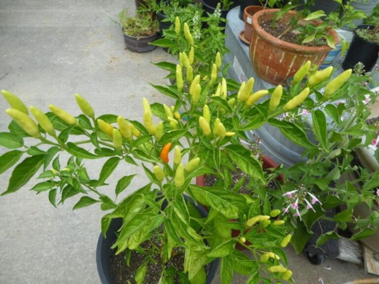 If your pepper plants are big and leafy but barely setting pods in this August heat, one hidden habit usually starts it