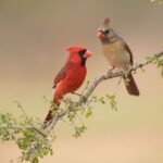 7 Florida Native Plants That Bring Cardinals Into Your Yard and Keep Them Coming Back