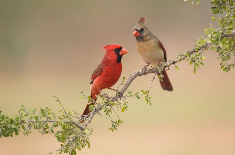 7 Florida Native Plants That Bring Cardinals Into Your Yard and Keep Them Coming Back