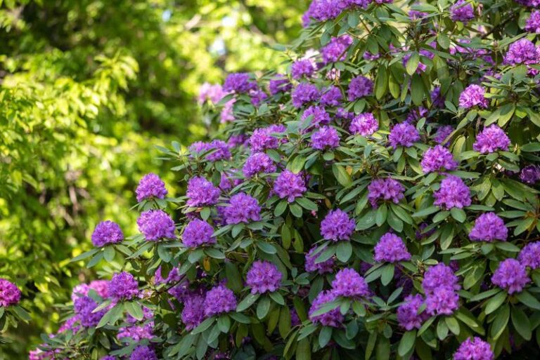 Your Hydrangeas Keep Disappointing Year After Year – Here Are the Flowering Shrubs That Never Let You Down