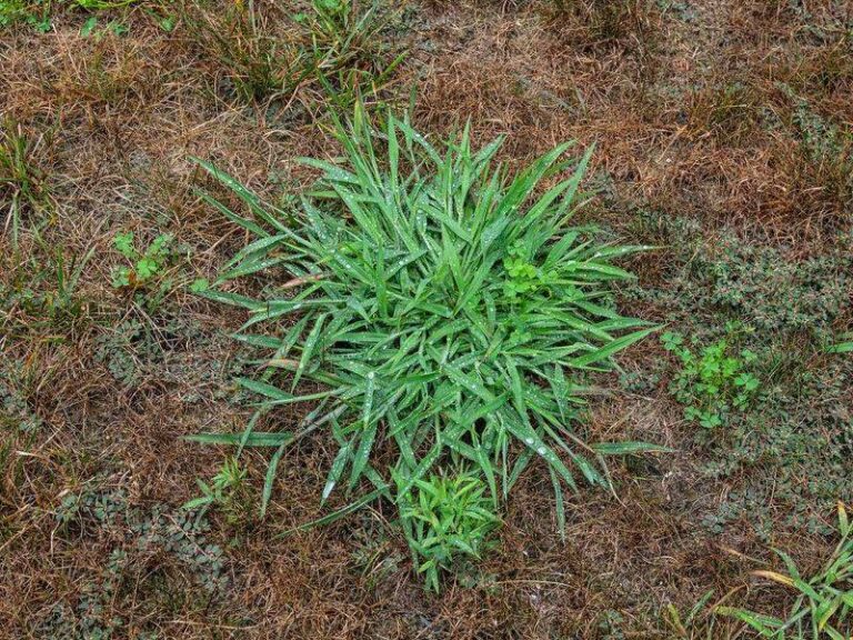 Crabgrass Keeps Taking Over Your Lawn Every Summer – Here’s What Actually Stops It (And Why Vinegar Isn’t the Root Fix You Think)
