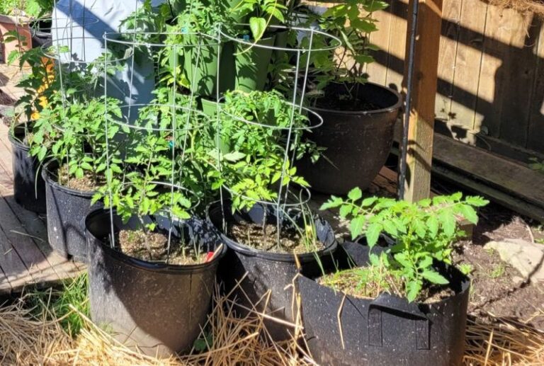 If Your Potted Tomatoes Stay Small and Weak While the Garden Ones Take Off, Here Is Why