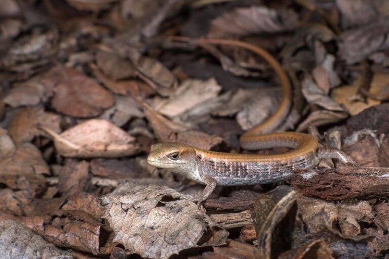 What It Really Means When Alligator Lizards Lay Eggs Under Your California Woodpile, and Why You Want Them to Stay