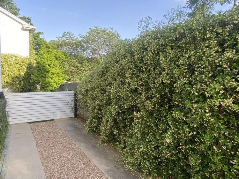 The Fragrant Texas Vine That Turns a Bare Fence Into a Wall of Scent All Along Your Central Texas Yard