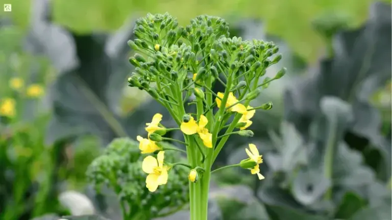 If Your Fall Broccoli Transplants Are Opening Yellow Flowers Instead of Forming a Tight Head in Late-Summer Heat, Here Is Why
