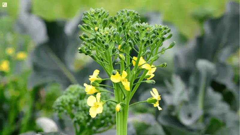 If Your Fall Broccoli Transplants Are Opening Yellow Flowers Instead of Forming a Tight Head in Late-Summer Heat, Here Is Why