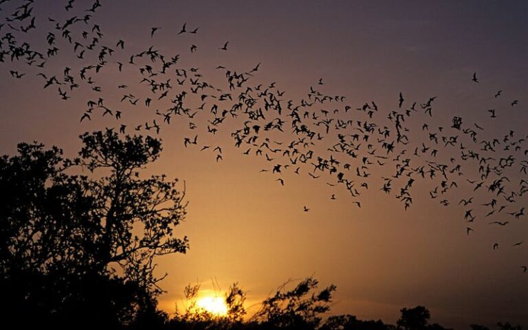 What It Really Means When Bats Start Hunting Over Your California Yard at Dusk, and Why They’re Quietly Clearing the Mosquitoes Off Your Patio