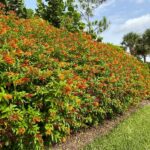 7 Florida Native Shrubs That Screen Your Fence Line Without the Areca Palm That Thins Out by Fall