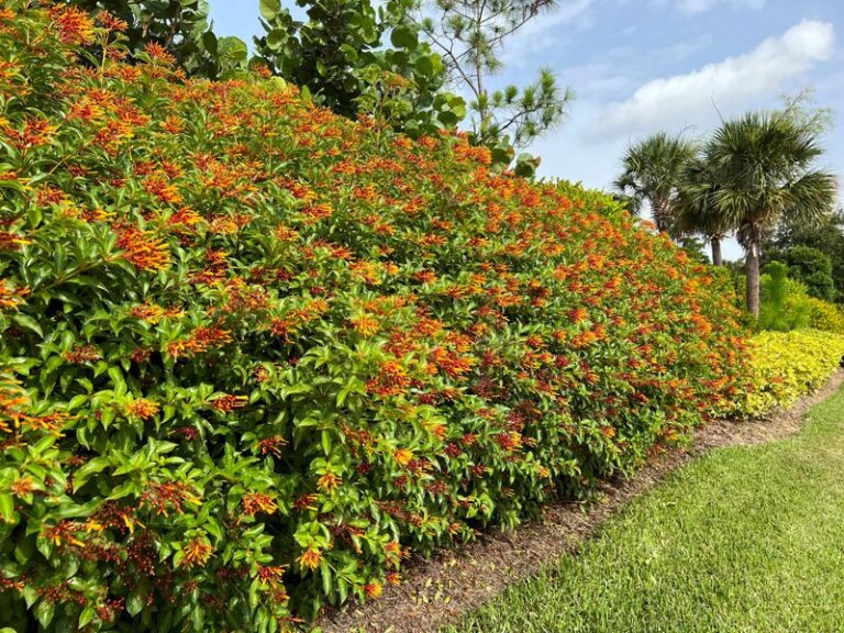 7 Florida Native Shrubs That Screen Your Fence Line Without the Areca Palm That Thins Out by Fall