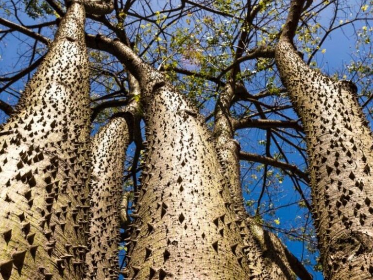 The South Florida Yard Tree That Blisters Skin and Explodes Its Seed Pods With a Loud Report