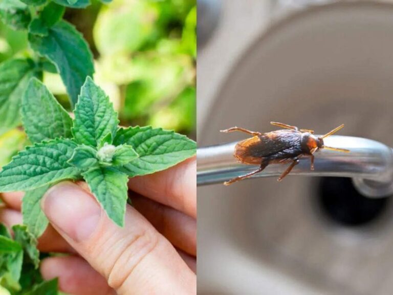 The Porch Plant Researchers Are Watching for Roach Deterrence – Catnip and What the Science Actually Says
