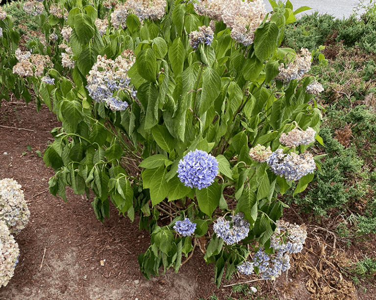 Your Hydrangeas Wilt and Droop in the Late-Summer Heat — Here’s How to Revive Them Before It’s Too Late