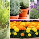 7 Florida Native Plants That Release Their Scent at Dusk and Push Mosquitoes Off Your Porch