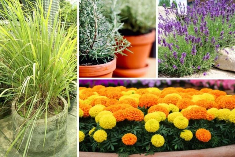 7 Florida Native Plants That Release Their Scent at Dusk and Push Mosquitoes Off Your Porch