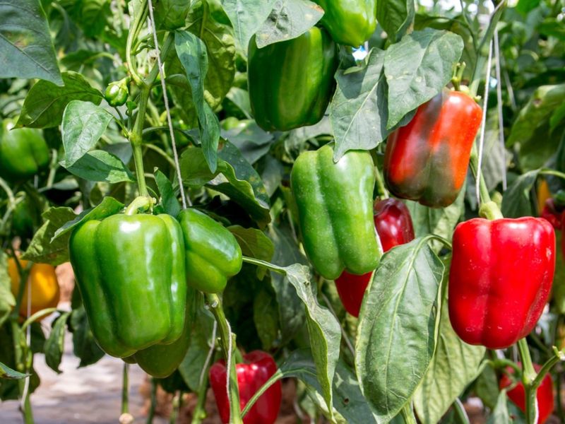 Pepper Plants Flower but Never Set Fruit in Summer Heat? Here Is What Is Usually Happening