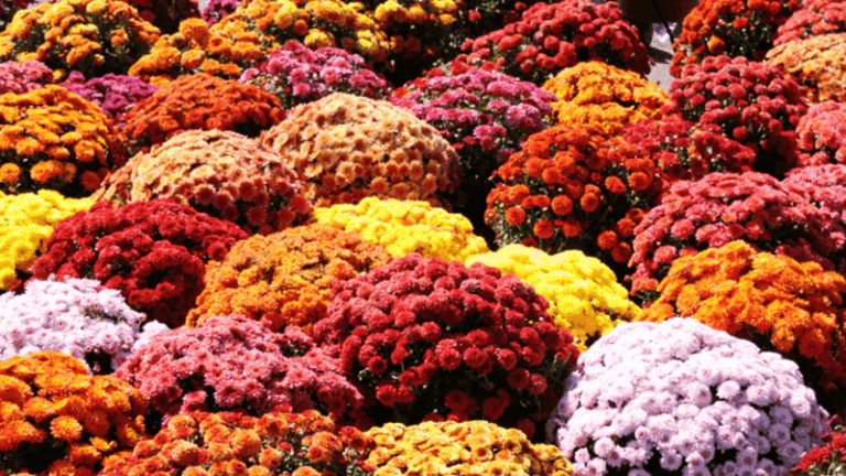 If You Want Fall Color This Autumn, These Flowers Need Planting Now Before the Window Closes