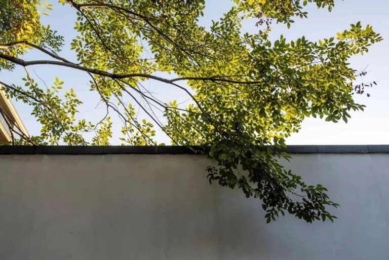 Is It Actually Legal in California to Cut a Neighbor’s Branches That Hang Over Your Fence? Here’s the Catch
