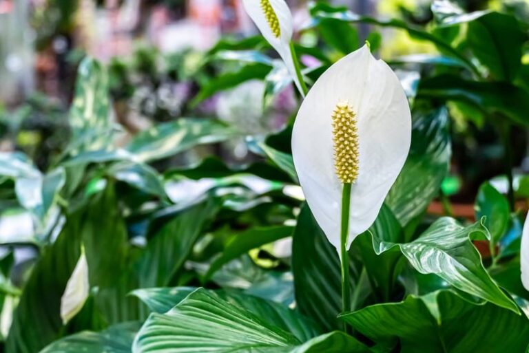 Your Peace Lily Grows Lush and Green but Never Blooms – Here’s the One Reset That Finally Triggers Flowers