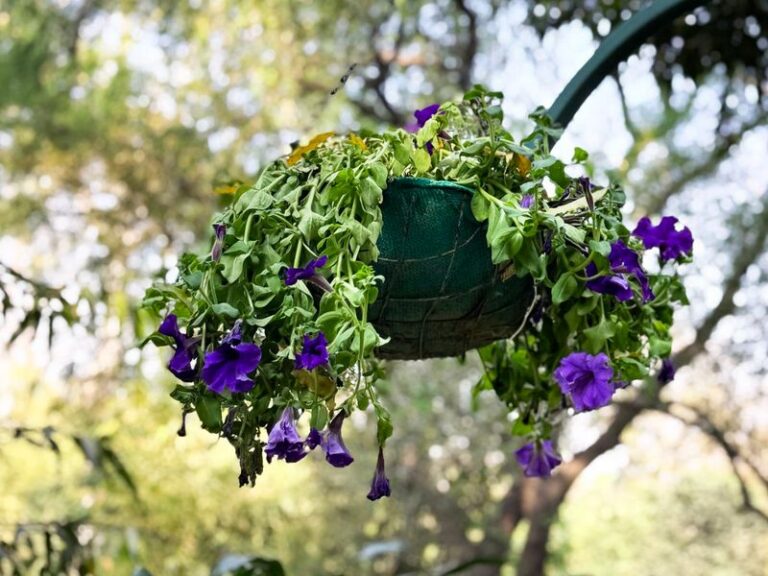 Your Petunias Fade and Struggle Fast in the Heat — Here’s the One Watering Slip Most Growers Miss