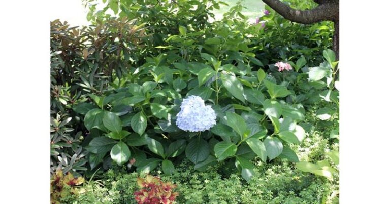Your Hydrangeas Push Out Leaves but Won’t Bloom – Here’s the First Thing to Check for Old-Wood Types