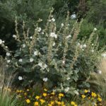 Your Hollyhocks Grow Tall but Flop Over and Bloom Thin – Here’s the One Support-and-Feeding Slip Behind It