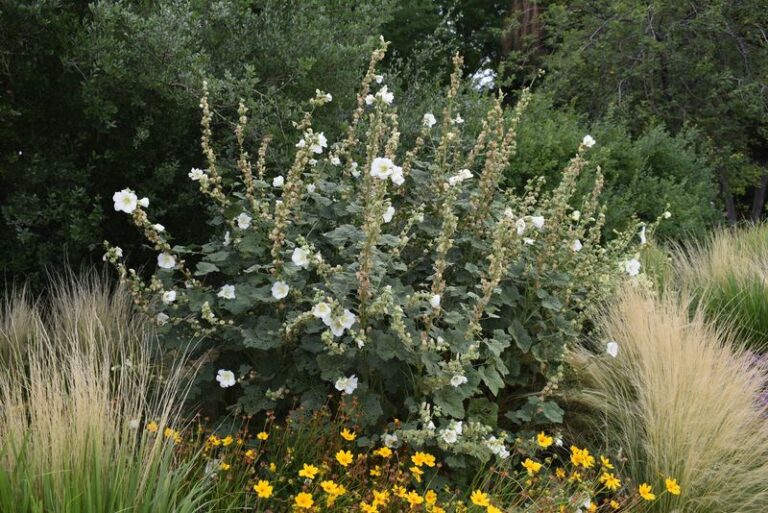 Your Hollyhocks Grow Tall but Flop Over and Bloom Thin – Here’s the One Support-and-Feeding Slip Behind It
