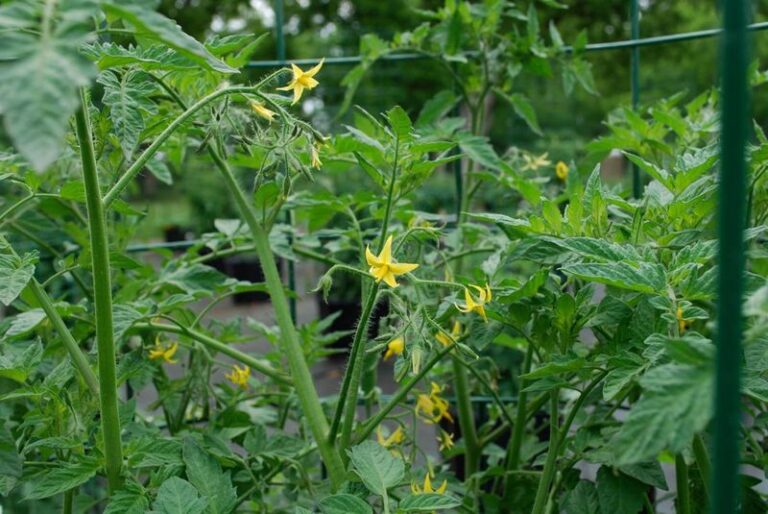 Your Tomatoes Grow Lush and Leafy but Set No Fruit – Here’s the One Watering Slip Quietly Behind It