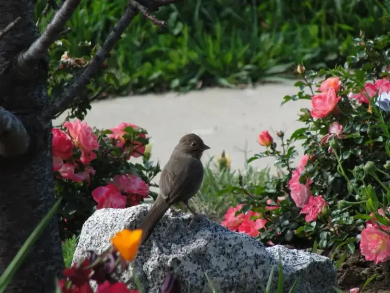 How To Support California Towhees That Quietly Scratch Up the Weed Seeds and Small Invertebrates in Your Beds