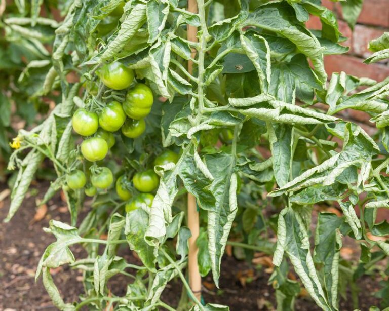 If Your Tomato Leaves Roll Inward and Feel Leathery in Late-Summer Heat, Physiological Leaf Roll Is Usually Behind It