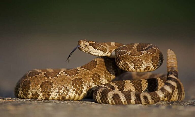 What It Really Means When a Rattlesnake Turns Up in Your California Backyard, and the One Species You’ll See Most