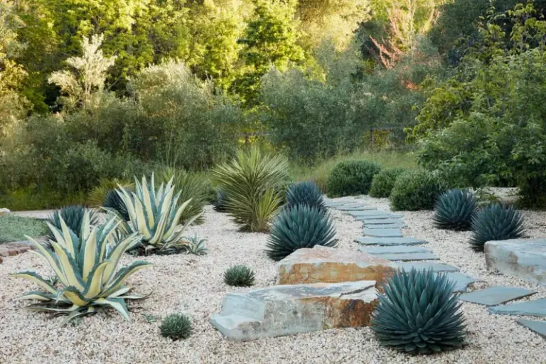The California Entry Path Plants That Look Expensive but Barely Sip Any Water All Summer