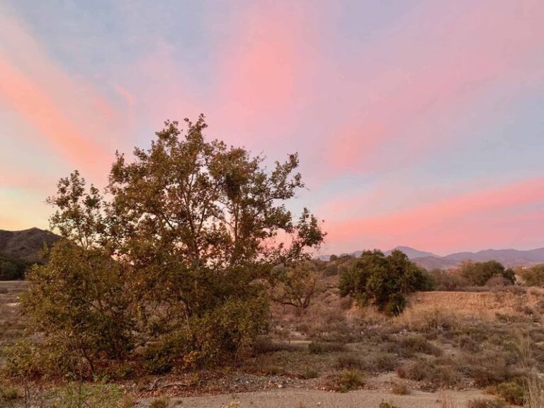 Where California Homeowners Quietly Score Free Native Trees for Their Yards, and How to Claim Yours