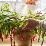 Your Christmas Cactus Struggles All Summer – Here’s the One Care Habit Most Growers Get Wrong