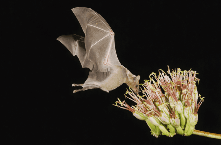 7 Florida Native Plants That Pull In Mosquito-Eating Bats and Thin Out the Biting Swarm Over Your Yard