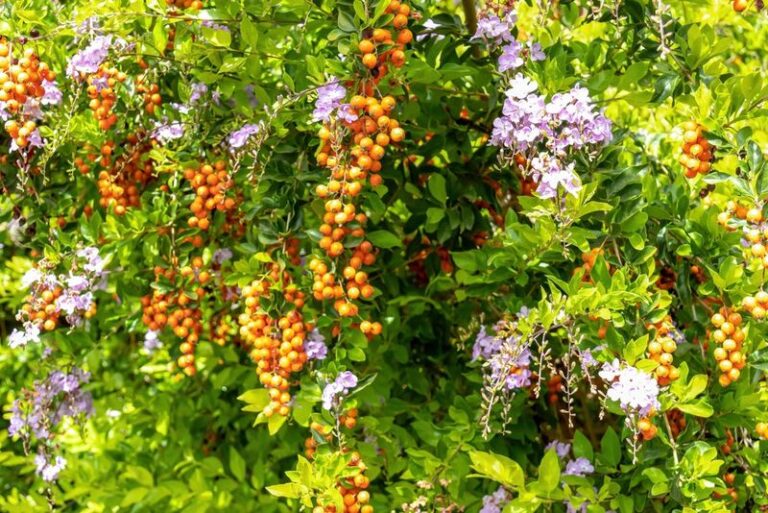 Golden Dewdrop: A Florida Landscape Shrub That May Irritate Skin and Can Poison Pets If Eaten