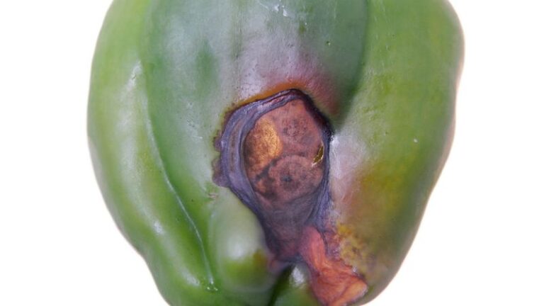 If Your Bell Peppers Get Sunken Brown Patches in Late-Summer Heat, Blossom-End Rot Is Usually the Cause