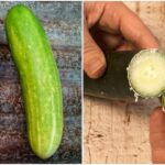 If Your Cucumber Fruits Turn Bitter and Puckered at the Stem End in Late-Summer Heat, Here Is Why