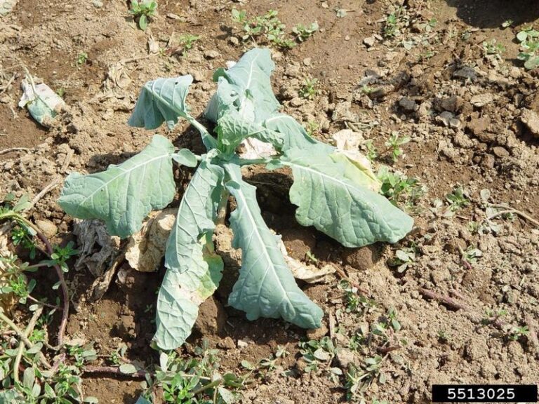 If Your Fall Cabbage Transplants Keep Wilting in Late-Summer Heat, Here Is Why