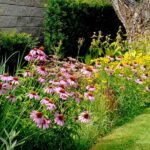 Your Drought-Stressed Beds Dry Out Fast in Late-Summer Heat – Here Are the Flowers That Keep Blooming on Barely Any Water