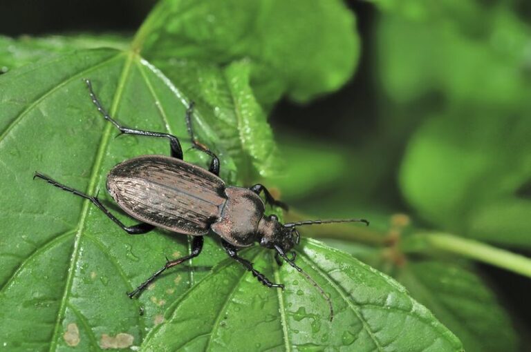 The California Ground Beetle Quietly Eats The Snails And Cutworms Wrecking Your Beds, But Snail Bait Kills It Too