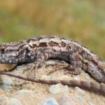 What It Really Means When Western Fence Lizards Suddenly Take Over Your California Yard This Summer